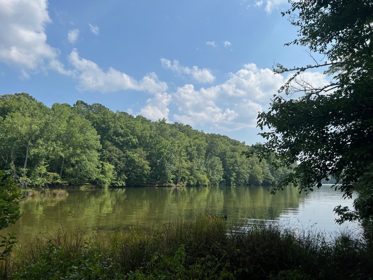 Lake Martin through lush green hardwoods in summer
