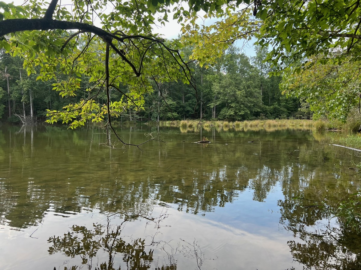 Still pond surrounded by trees with reflections
